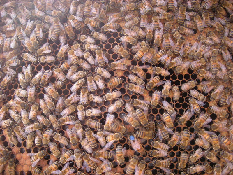 La ruche Stode Bopied